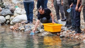 Artvin’de 30 bin kırmızı benekli alabalık yavrusu derelerle buluştu