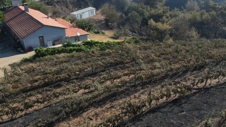 Balıkesir’deki yangında 300 dönümlük üzüm bağı ve üretim tesisi kül oldu