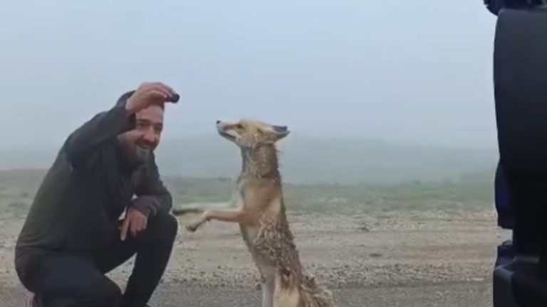 Bayburtlu aile yayla yolunda tilkiyi kekle besledi
