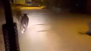 Hatay’da firari angus mahalleyi ayağa kaldırdı