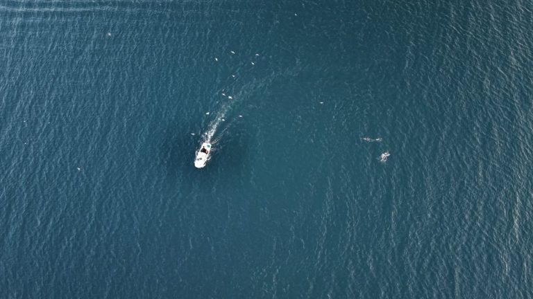 İstanbul’da yunuslar balıkçı teknelerinin peşinde