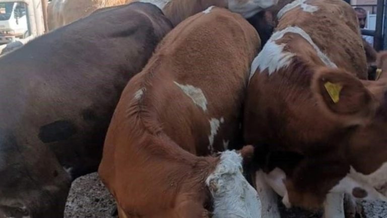 Kırklareli’nde kaçak hayvan sevkiyatına 175 bin lira ceza