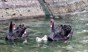 Kuğulu Park Ailesi Büyüdü
