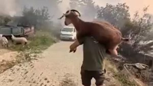 Muğla’da yangından kurtardığı keçiyi sırtında taşıdı