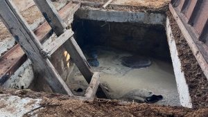 Amasya’da foseptik çukurundan hayvanlarını kurtarmak isterken canından oldu