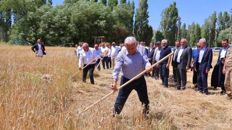 Bayburt’ta giden Binali Yıldırım, tırpanla ekin biçti