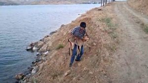 Elazığ’da bir şahıs, başıboş köpeklerin saldırdığı dağ keçisini kucağında taşıdı